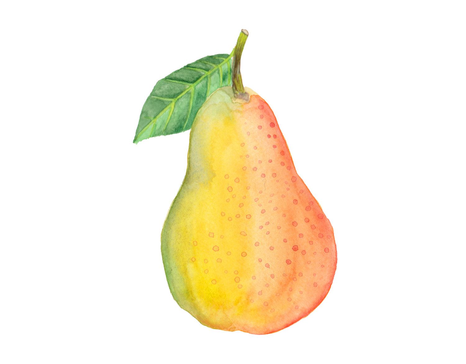 1500x1172 Corella Pear - Pear Watercolor