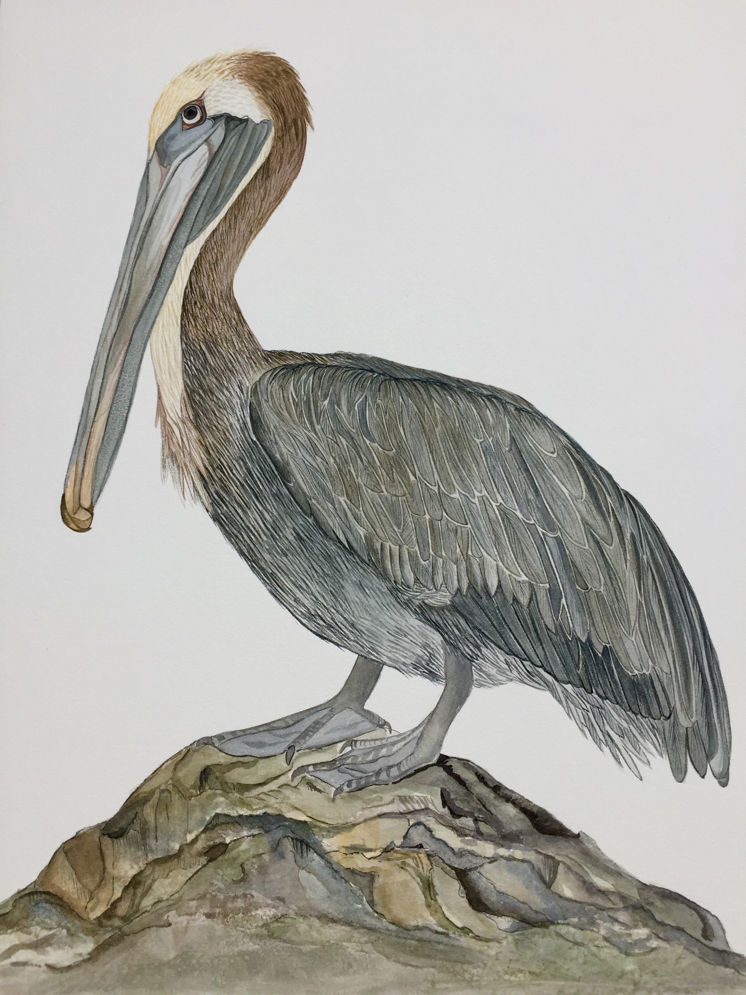 Pelican Watercolor at PaintingValley.com | Explore collection of ...