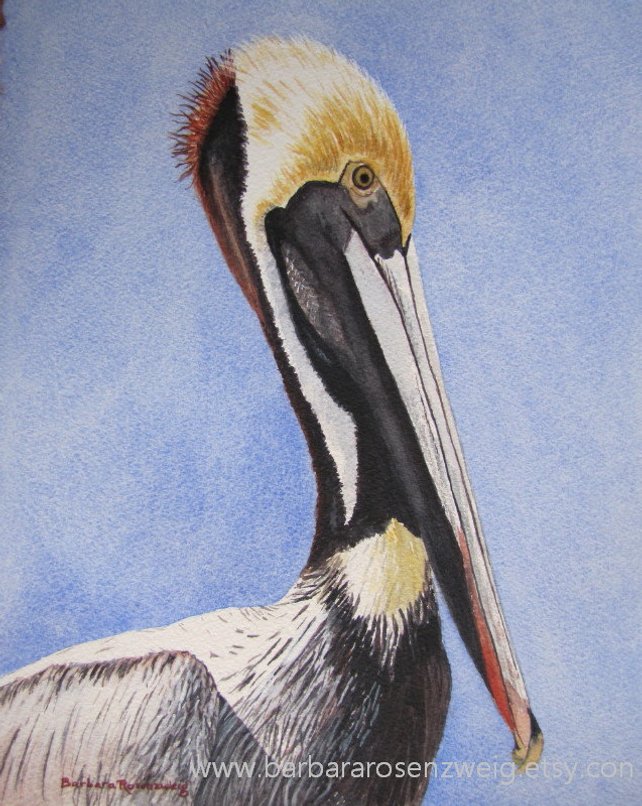 642x806 Pelican Bird Print Nautical Home Decor Pelican Wall Art Etsy - Pelican Watercolor