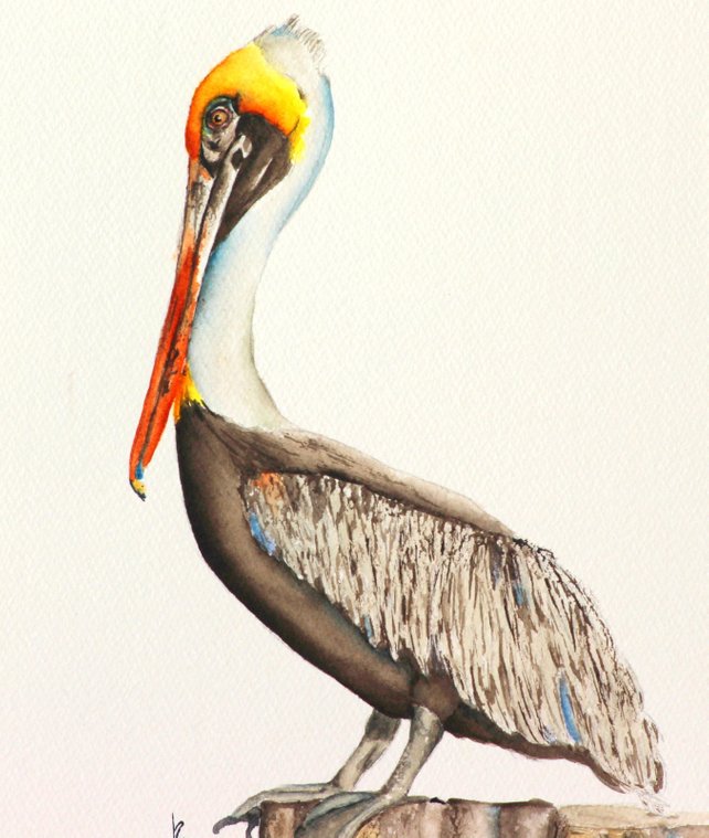 642x759 Pelican Watercolor Painting Bird Art Florida Pelican Etsy - Pelican Watercolor