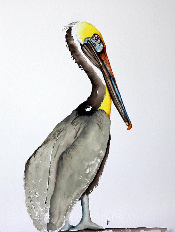 570x754 Pelican Watercolor Painting Bird Art By Betty Moore My Etsy Shop - Pelican Watercolor