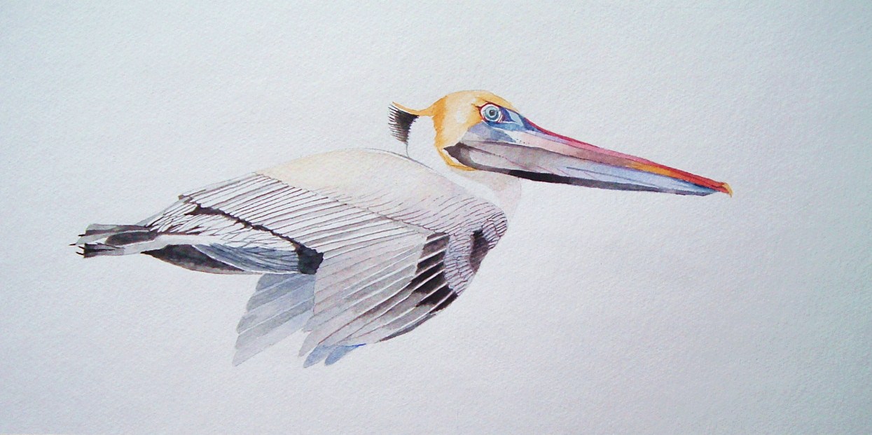 1245x621 Tom Bose Watercolors Brown Pelican In Flight Watercolor - Pelican Watercolor