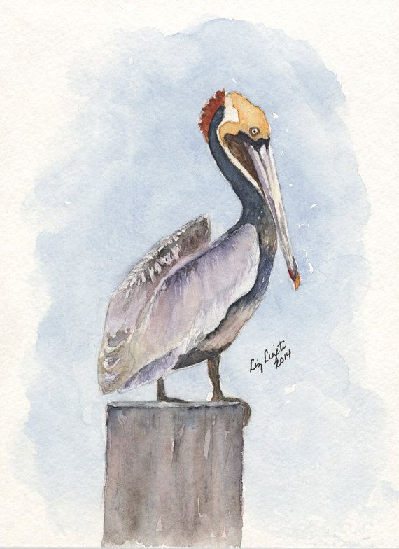 570x784 Brown Pelican Watercolor, Print, Art Amp Collectibles, Wall - Pelican Watercolor