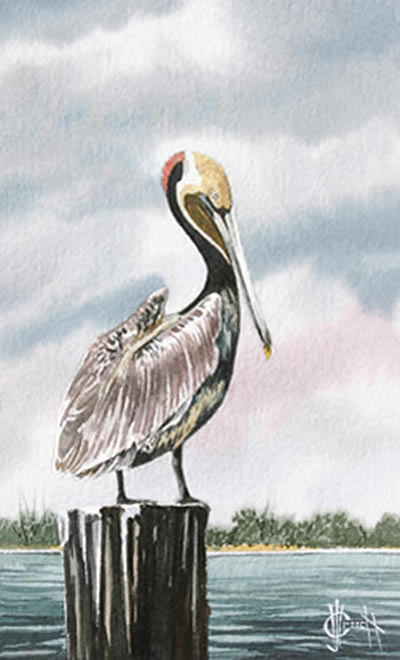 400x660 Brown Pelican - Pelican Watercolor