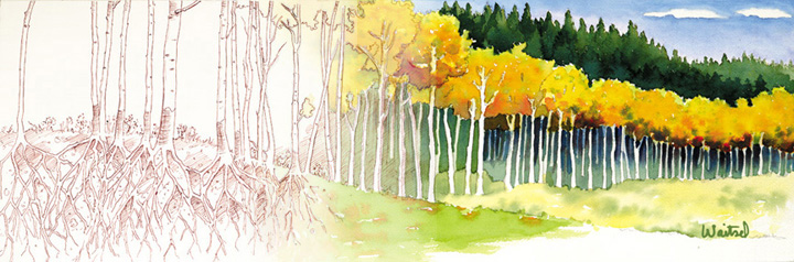 720x238 Aspen Trees - Pen And Ink Drawings With Watercolor