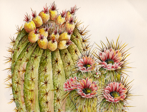 498x380 Barrel Cactus Watercolor Pen Amp Ink Drawing Judy Butler - Pen And Ink Drawings With Watercolor