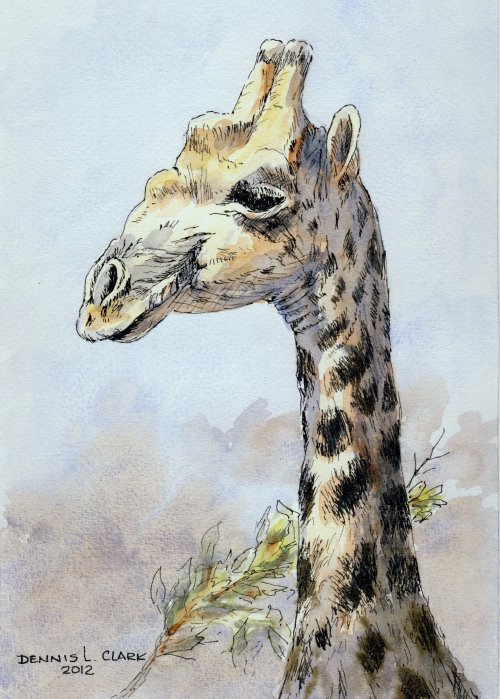 500x699 How To Paint A Giraffe Using Pen And Ink Washes In Watercolour - Pen And Ink Watercolor