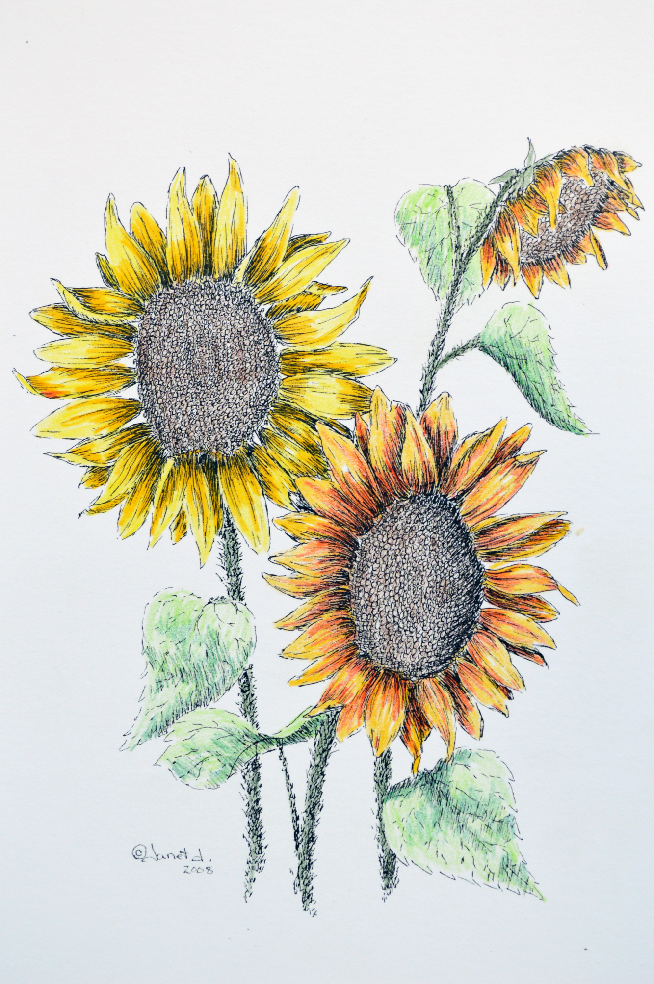 1333x2005 Pen Amp Ink + Watercolor = Sunflowers Janet Jacques - Pen And Ink Watercolor