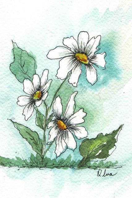 427x640 Pen Amp Ink Watercolor Daisies Art In 2018 - Pen And Ink Watercolor Flowers
