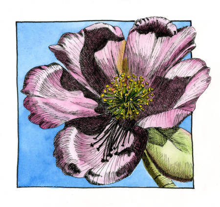 450x424 Pen Amp Ink Amp Watercolor An Occasional Drawing - Pen And Ink Watercolor Flowers