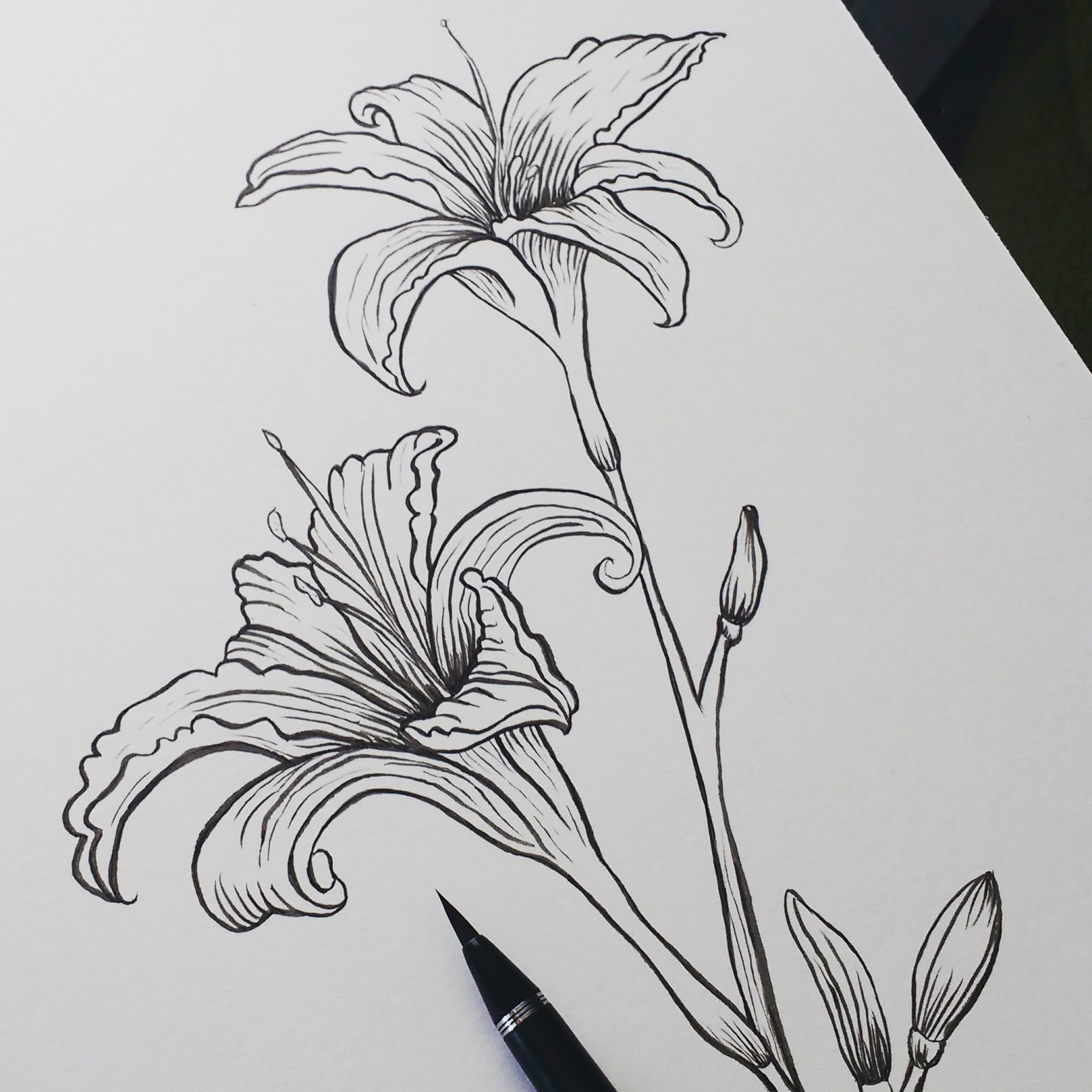 Simple Pen And Ink Flowers