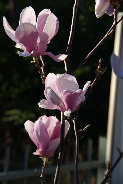 402x600 Drawing Pink Magnolia Flowers Pen And Ink Plus Watercolor Wash - Pen And Ink Watercolor Flowers