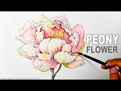 480x360 How To Draw Amp Paint A Peony Flower With Ink And Watercolor - Pen And Ink Watercolor Flowers