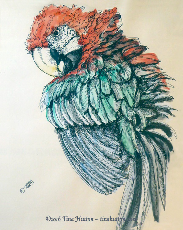 597x750 Curriculum Vitae Tina Hutton - Pen And Ink Watercolor Paintings