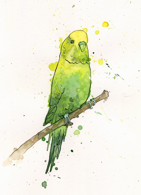 540x750 Pen And Ink And Watercolour Illustration Of A Budgie - Pen And Watercolor Illustration