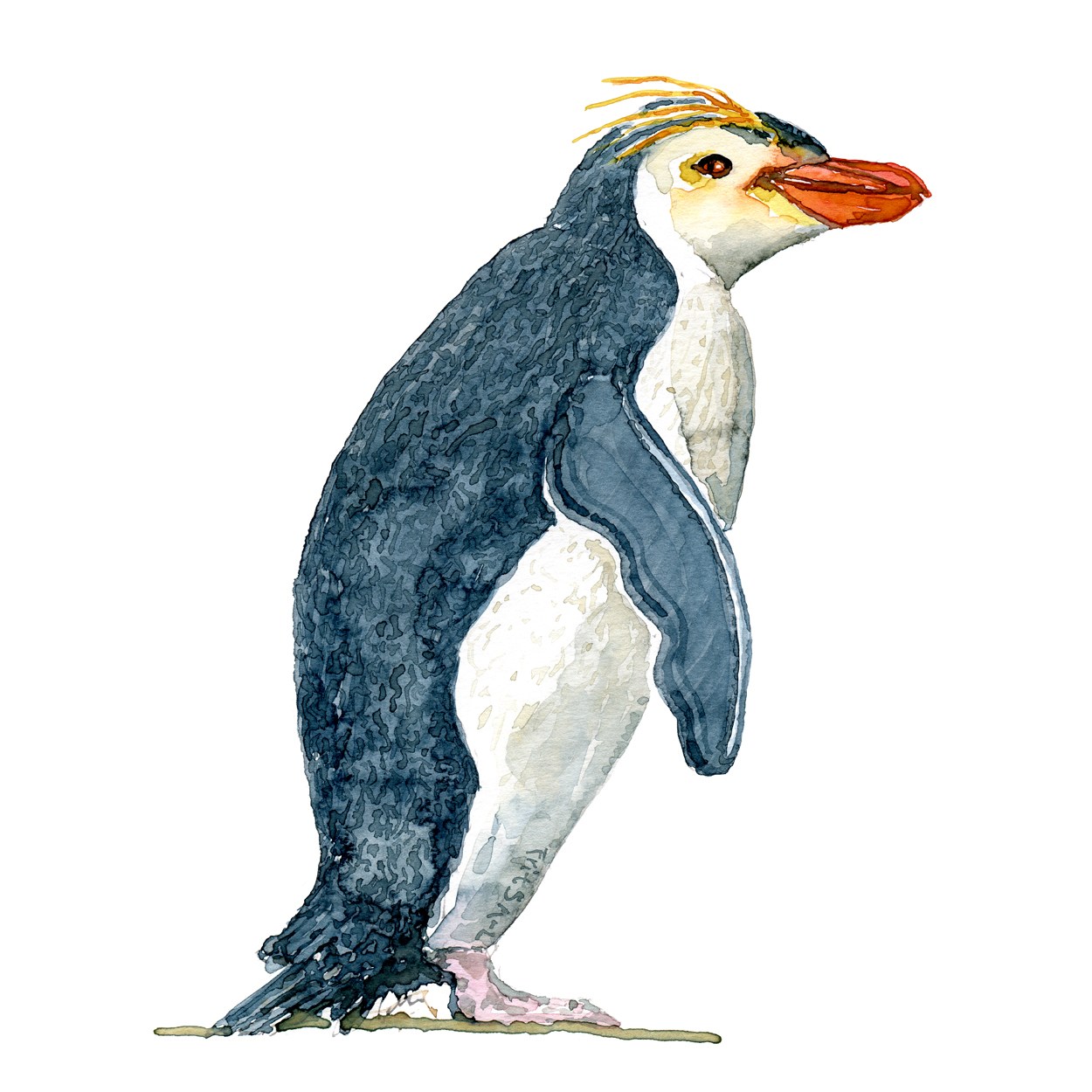 1250x1250 Penguin Watercolors Frits Ahlefeldt - Penguin Watercolor