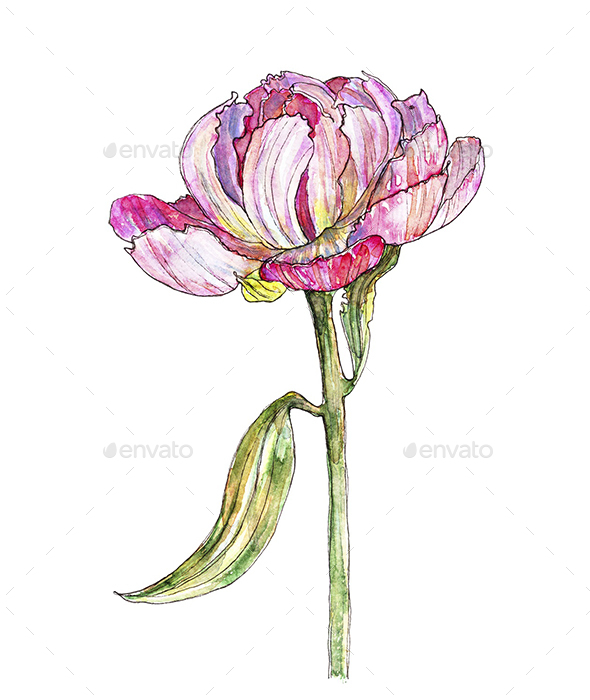 590x700 Peony Flowers (Watercolor And Ink, Vector And Raster) By Khalaziy - Peony Flower Watercolor