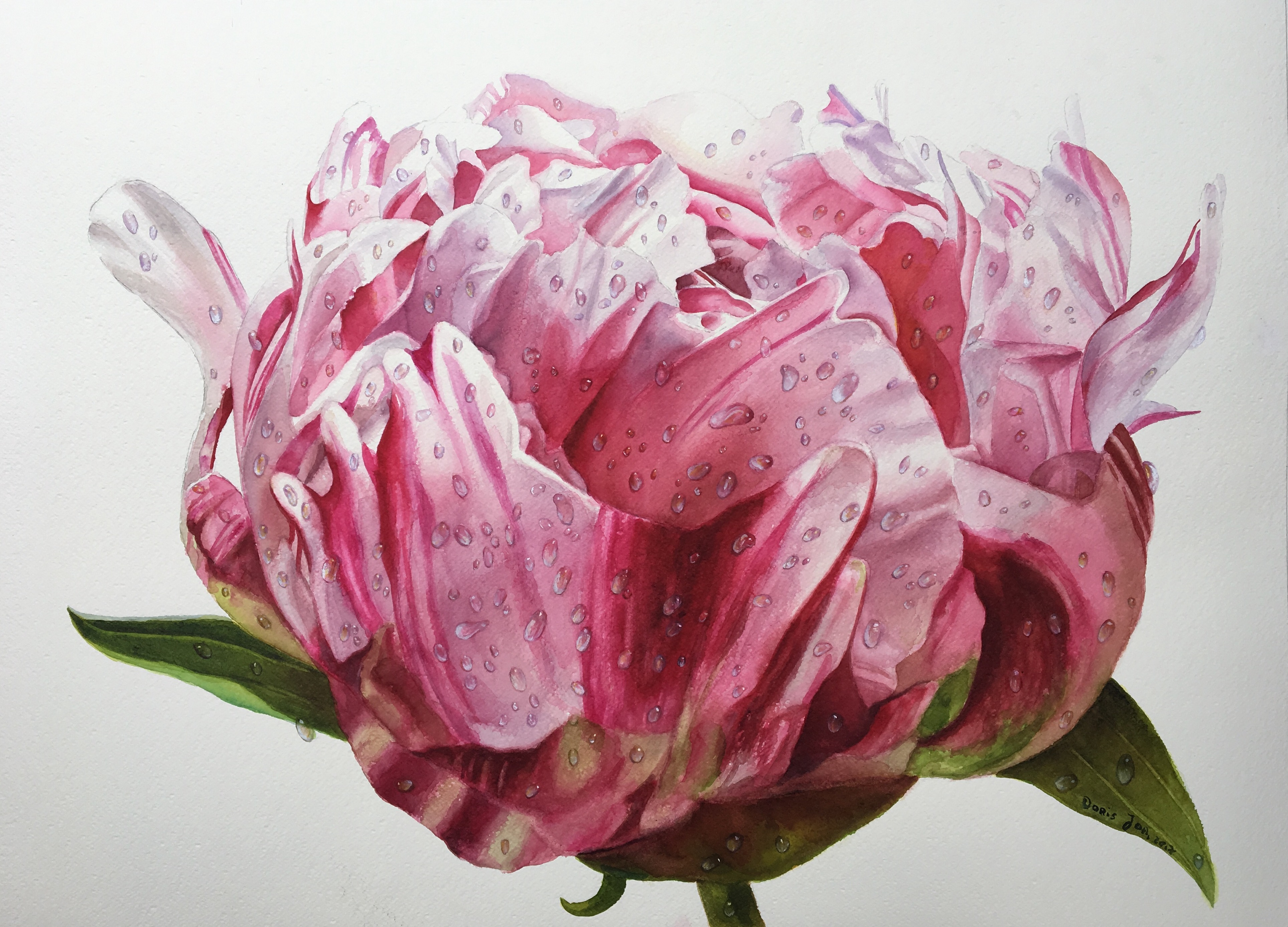 3855x2777 Pink Peony Bud Painting - Peony Flower Watercolor