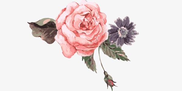 600x300 Pink Peony Flower Watercolor Painting, Flower Clipart, Watercolor - Peony Flower Watercolor