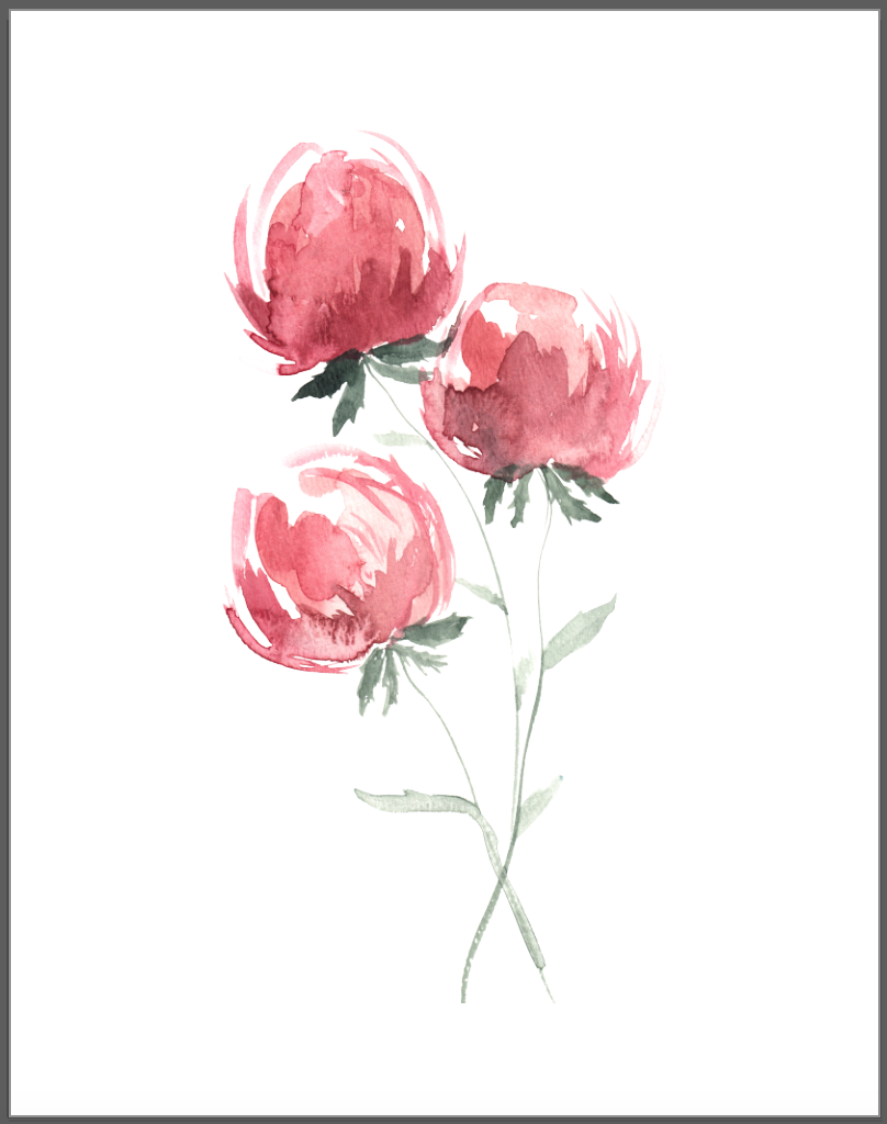 808x1024 Simple Watercolor Flower, Watercolor Peony, Peonies, Watercolor - Peony Flower Watercolor