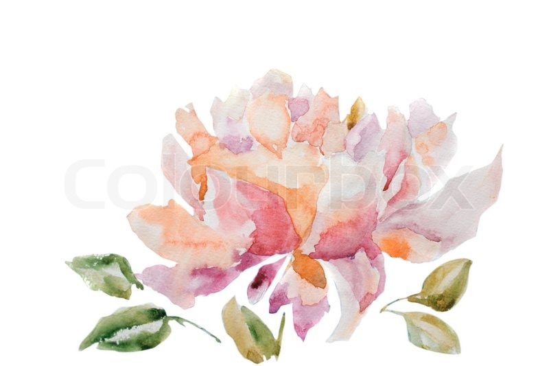 800x533 Watercolor Illustration Of Peony Flower Stock Photo Colourbox - Peony Flower Watercolor
