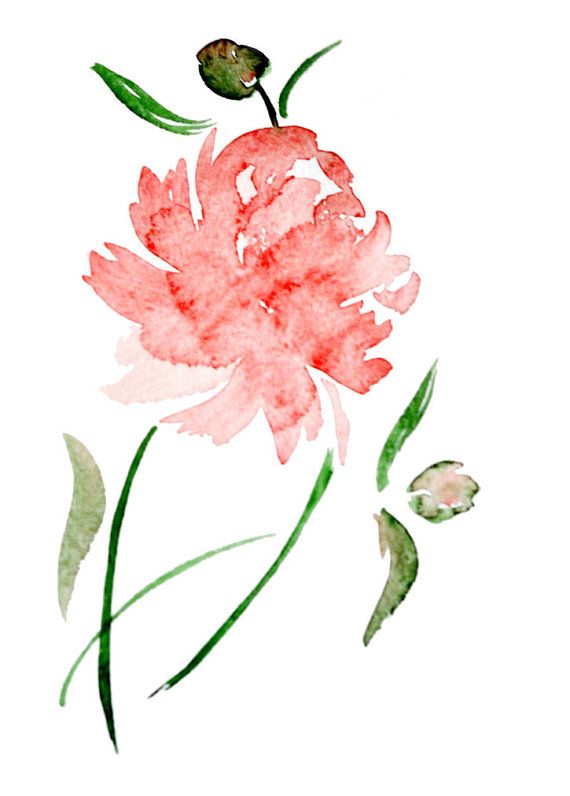 570x796 Watercolor Rose Pink Peony Flower - Peony Flower Watercolor