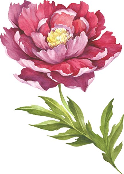 433x606 Beautiful Artistic Watercolor Wild Peony Flower - Peony Flower Watercolor