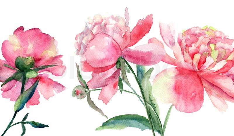 800x465 Beautiful Peonies Flowers, Watercolor Painting Stock Photo - Peony Flower Watercolor