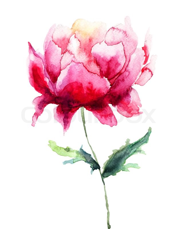 633x800 Beautiful Peony Flower, Watercolor Painting Stock Photo Colourbox - Peony Flower Watercolor