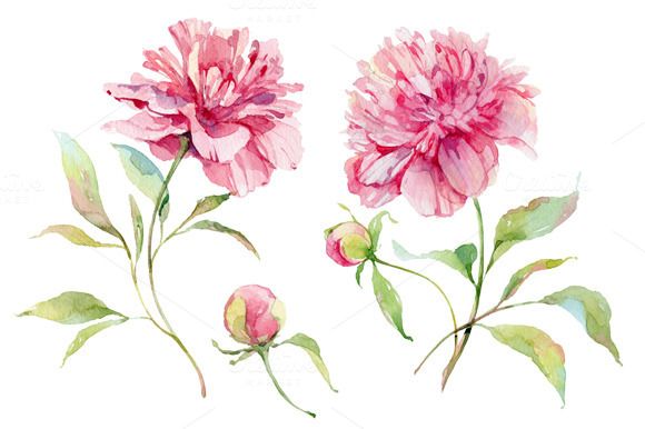 580x386 Check Out Watercolor Peonies Flower By Astromonkey On Creative - Peony Flower Watercolor