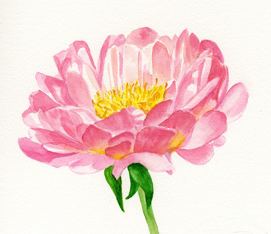 900x776 Peach Colored Peony Blossom Painting By Sharon Freeman - Peony Watercolor