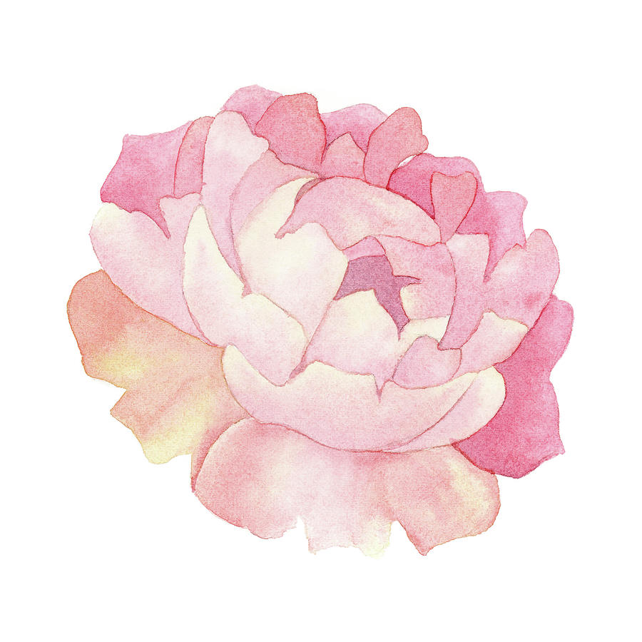 900x900 Peony Watercolor Painting By Zapista - Peony Watercolor