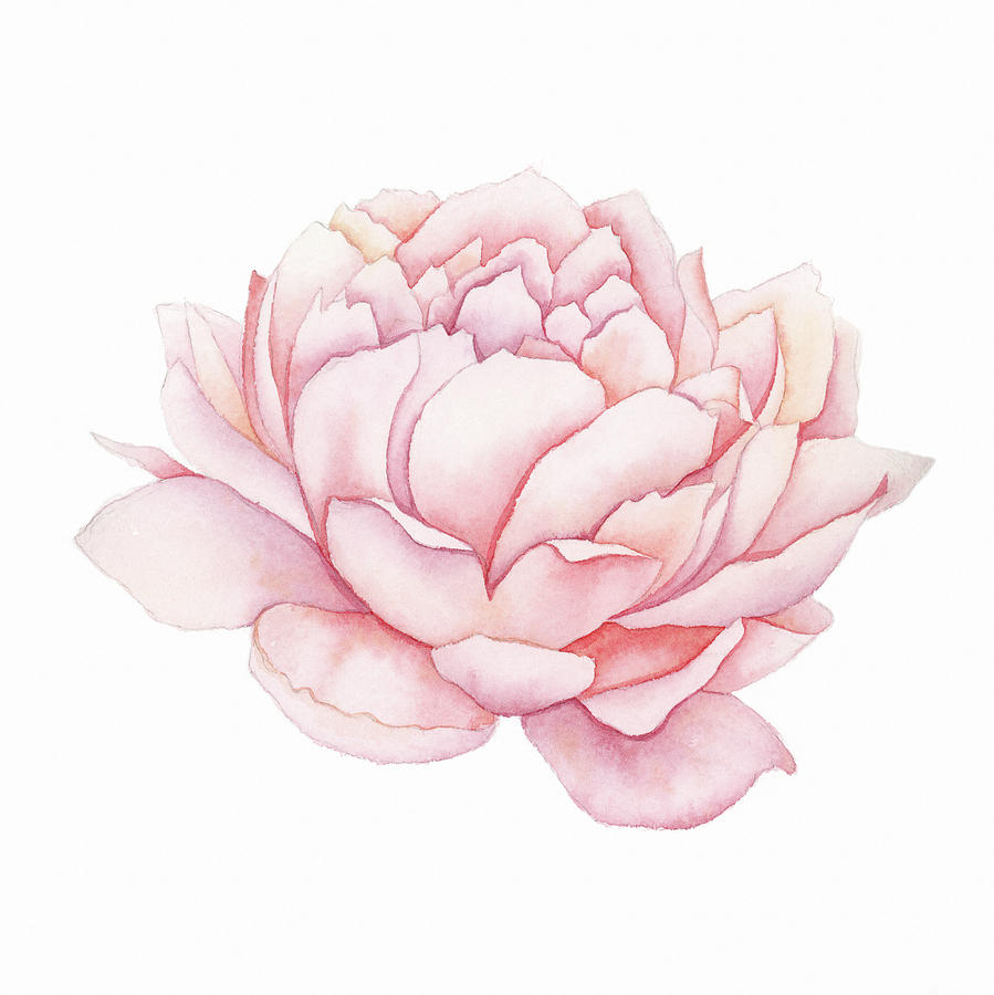 899x900 Pink Peony Watercolor Painting By Zapista - Peony Watercolor