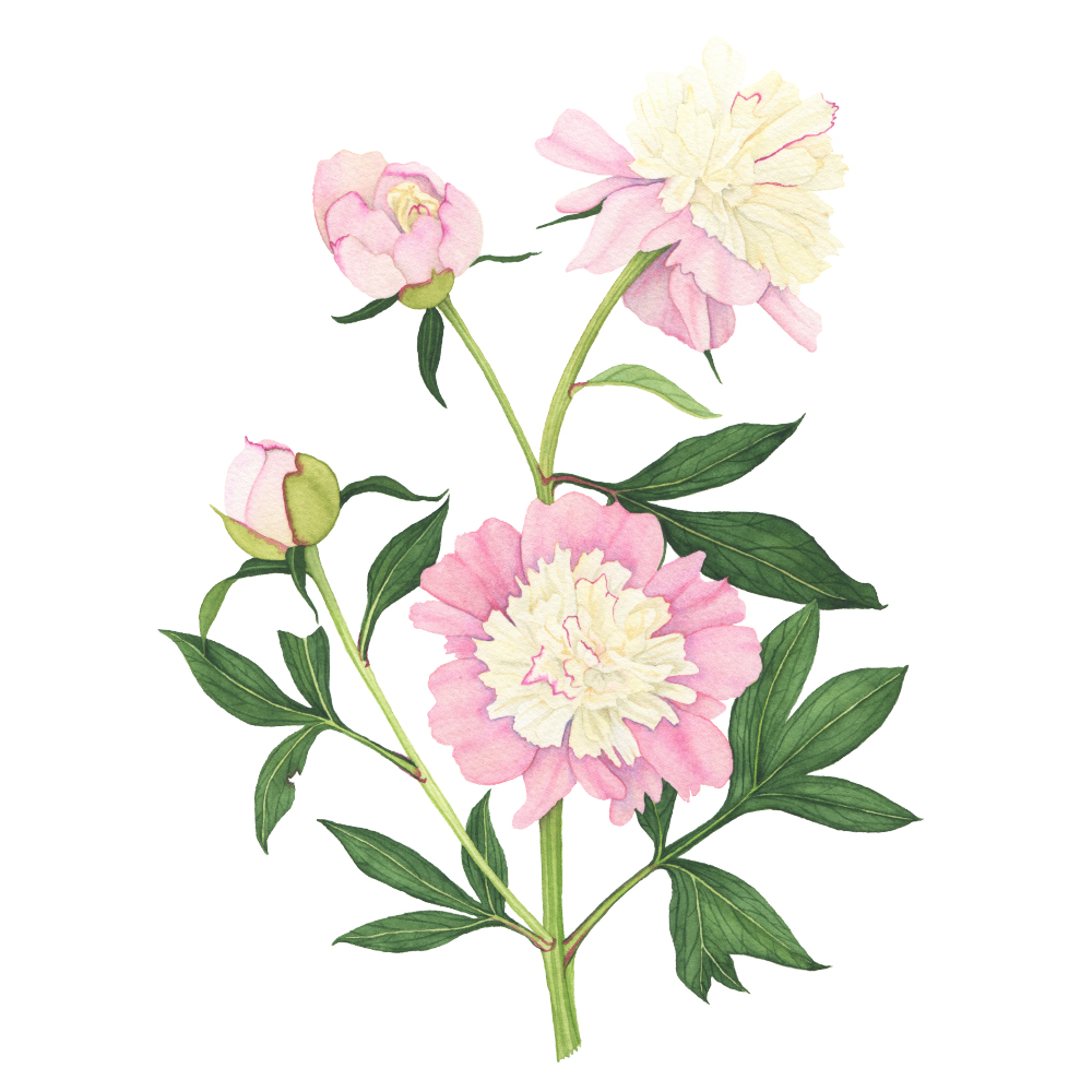 1000x1000 Pink And Yellow Peony Watercolor Painting My Giant Strawberry - Peony Watercolor