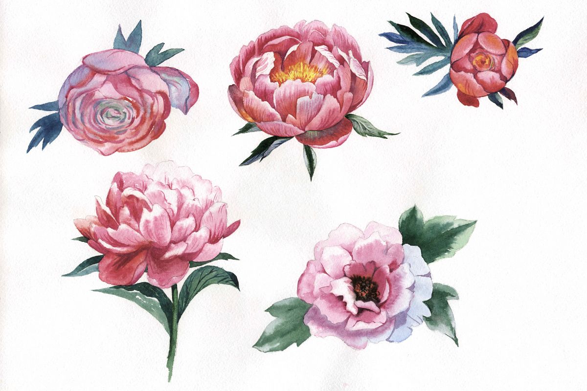 1200x800 Red Peony Watercolor Flower Png - Peony Watercolor