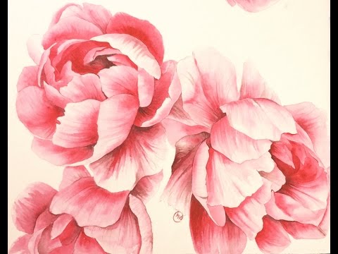 480x360 Watercolor Peonies - Peony Watercolor