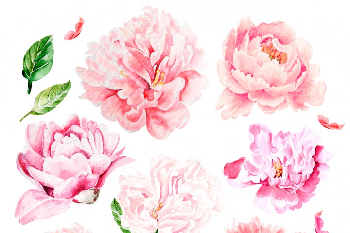 720x479 Hand Drawn Watercolor Peony By Knopazyzy Shop - Peony Watercolor
