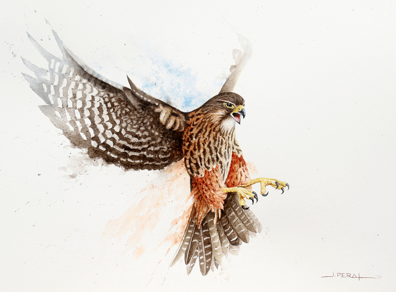 800x591 Jorge Peral Photography - Peregrine Falcon Watercolor