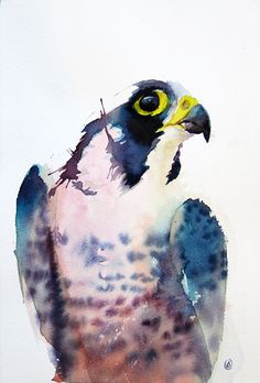 236x348 New Peregrine Piece.. 14 X 11, Detail, Watercolor On Board With - Peregrine Falcon Watercolor