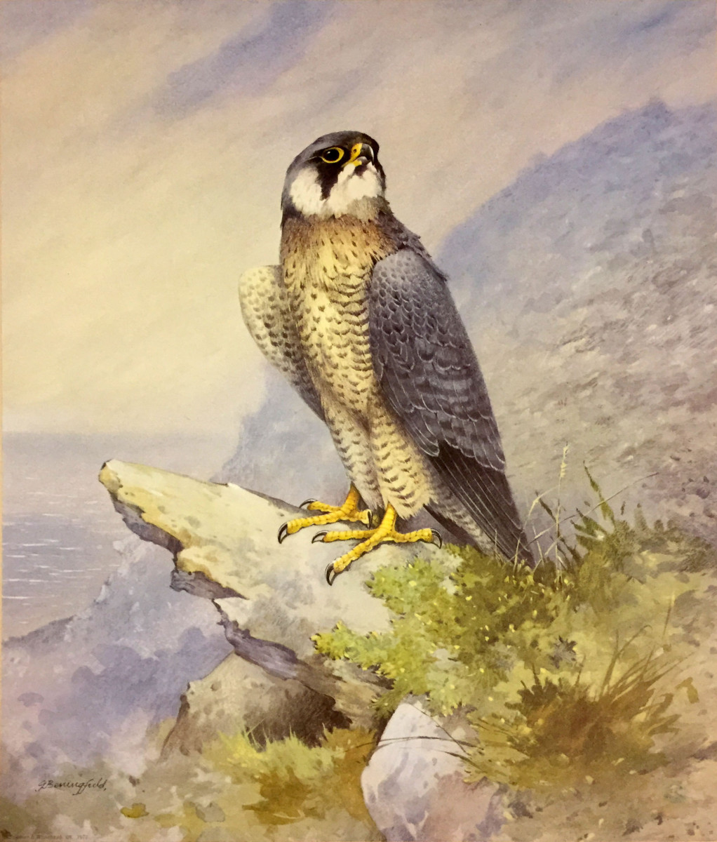 1022x1200 Peregrine Falcon - Peregrine Falcon Watercolor