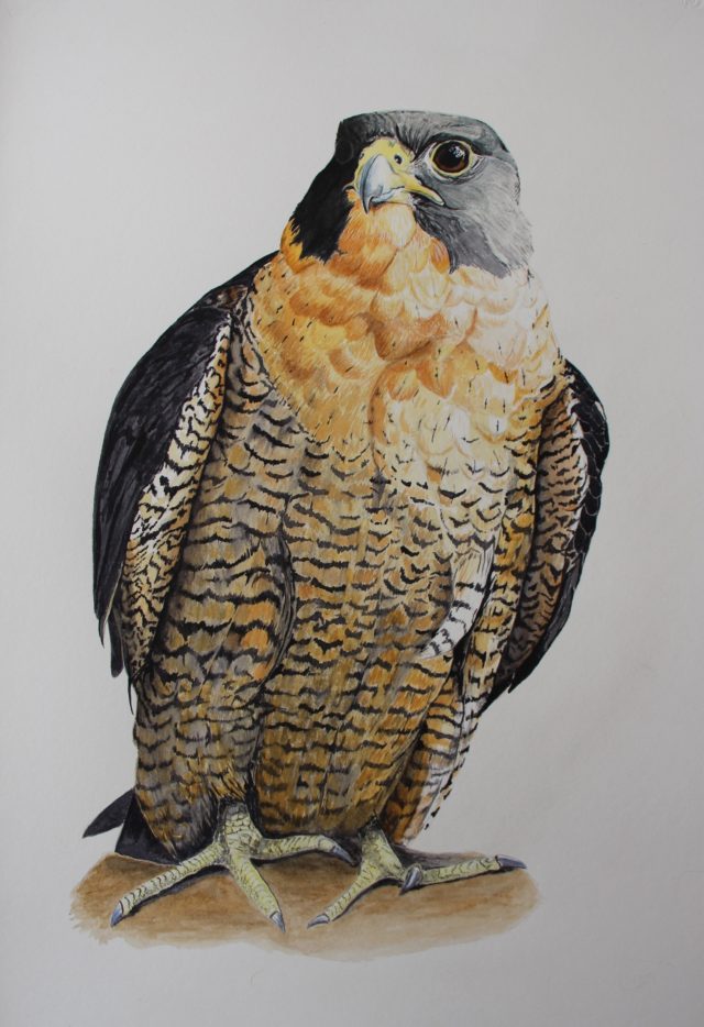 640x934 Peregrine Falcon - Peregrine Falcon Watercolor