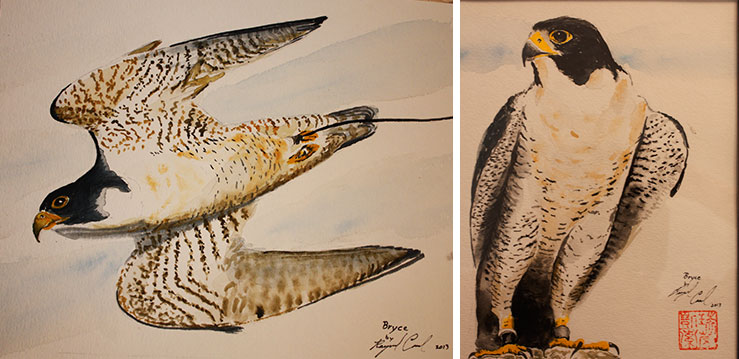 739x359 Peregrine Falcon Watercolor Paintings Fine Art Ray Cassel - Peregrine Falcon Watercolor