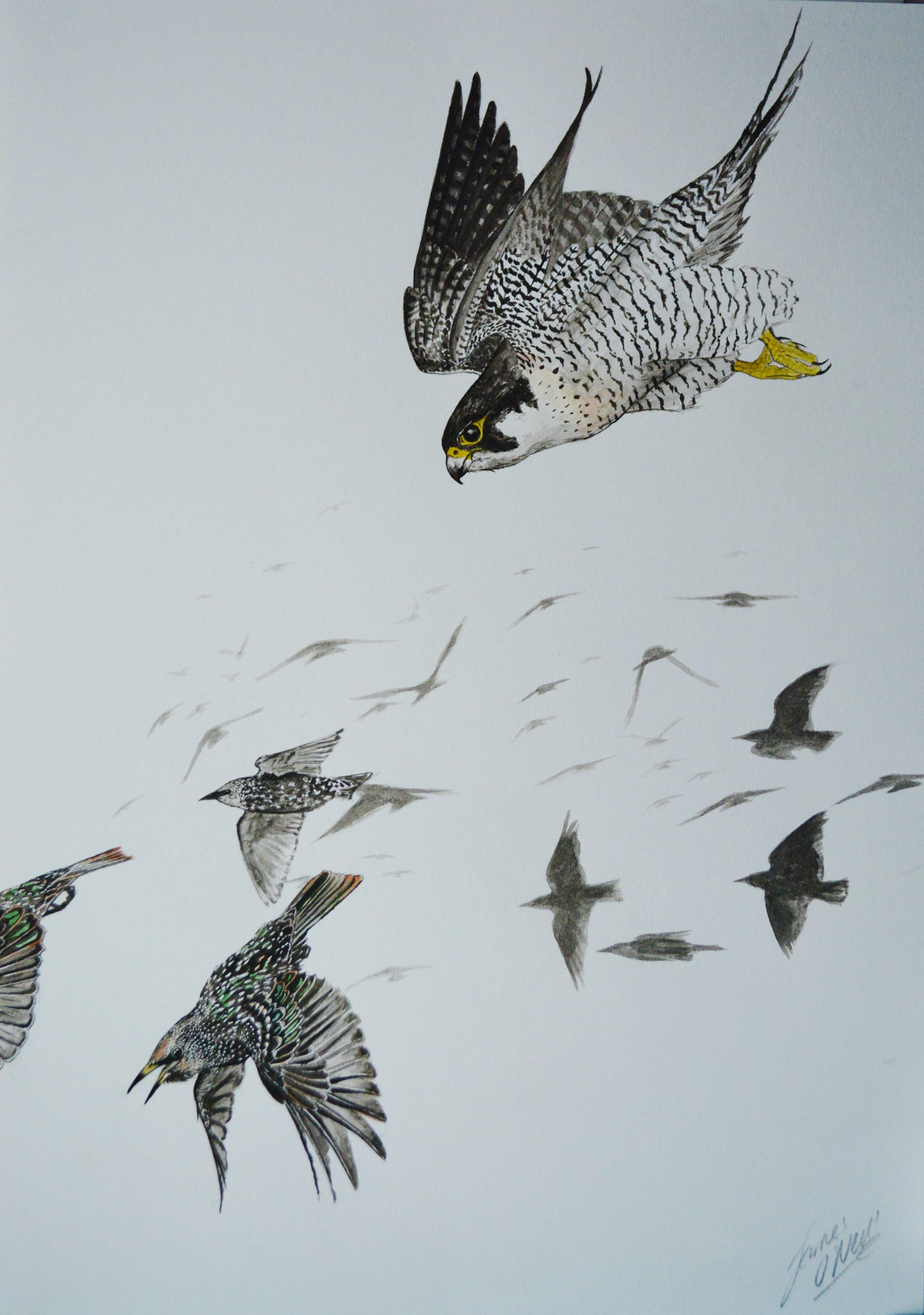 2761x3928 Peregrine Falcon Hunting Starlings, Watercolour, A4 Art - Peregrine Falcon Watercolor