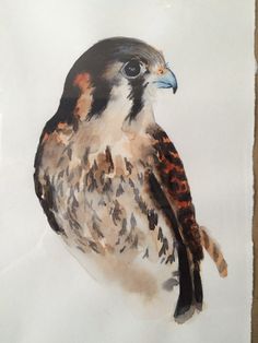 236x314 Peregrine Falcon Watercolor By Laura Kirste Campbell My - Peregrine Falcon Watercolor