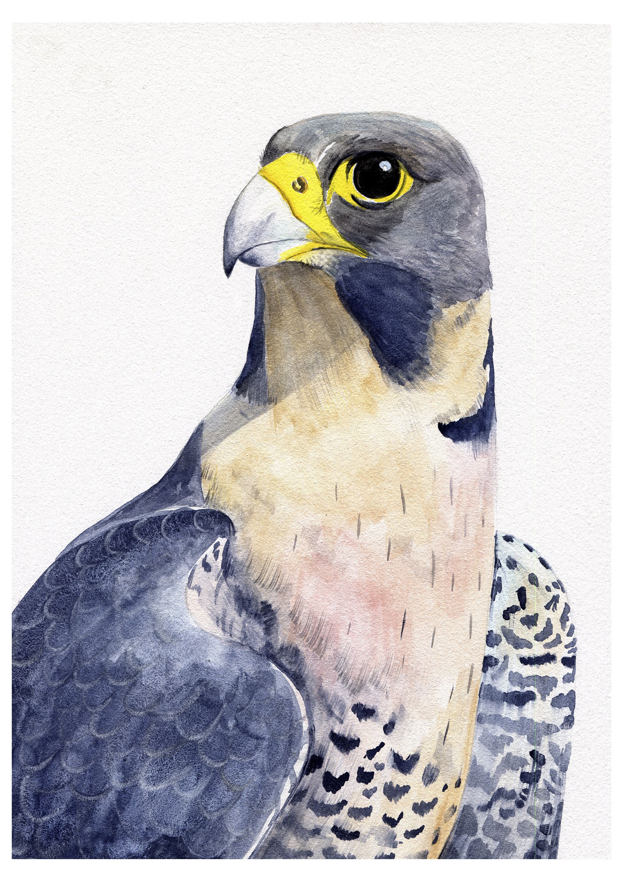 2121x3000 Peregrine Falcon Art, Watercolour Peregrine, Falcon Art Print - Peregrine Falcon Watercolor