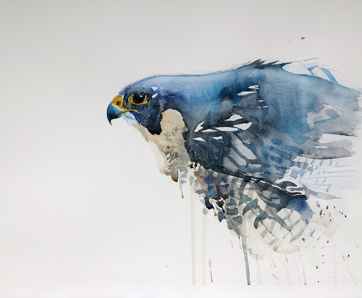 1200x987 The Peregrine Falcon On Behance - Peregrine Falcon Watercolor
