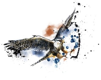 340x270 Watercolor Peregrine Etsy - Peregrine Falcon Watercolor