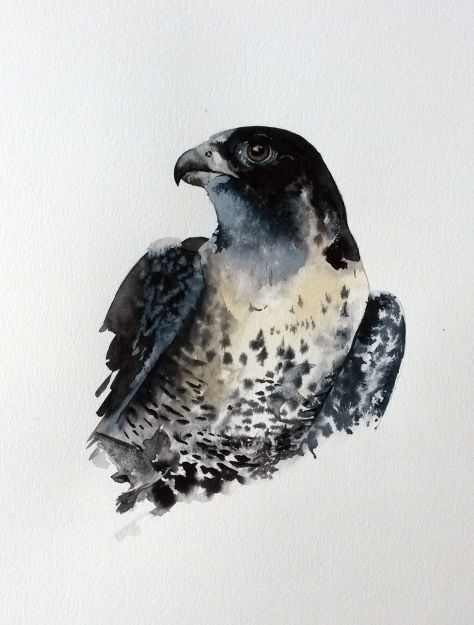 474x625 Watercolor Peregrine Falcon All Creatures Great And Small - Peregrine Falcon Watercolor