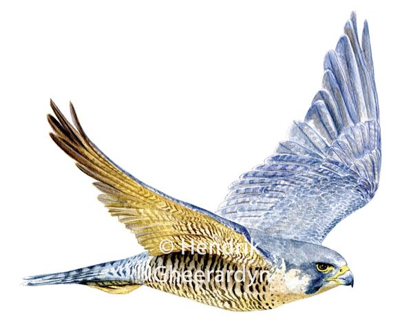 600x471 Watercolor - Peregrine Falcon Watercolor