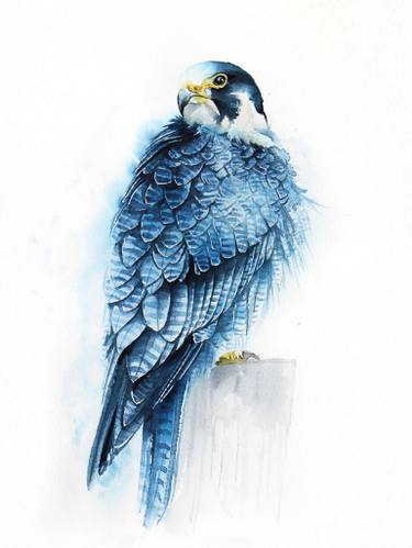 375x499 Blue Falcon Painting By Karolina Kijak Saatchi Art - Peregrine Falcon Watercolor